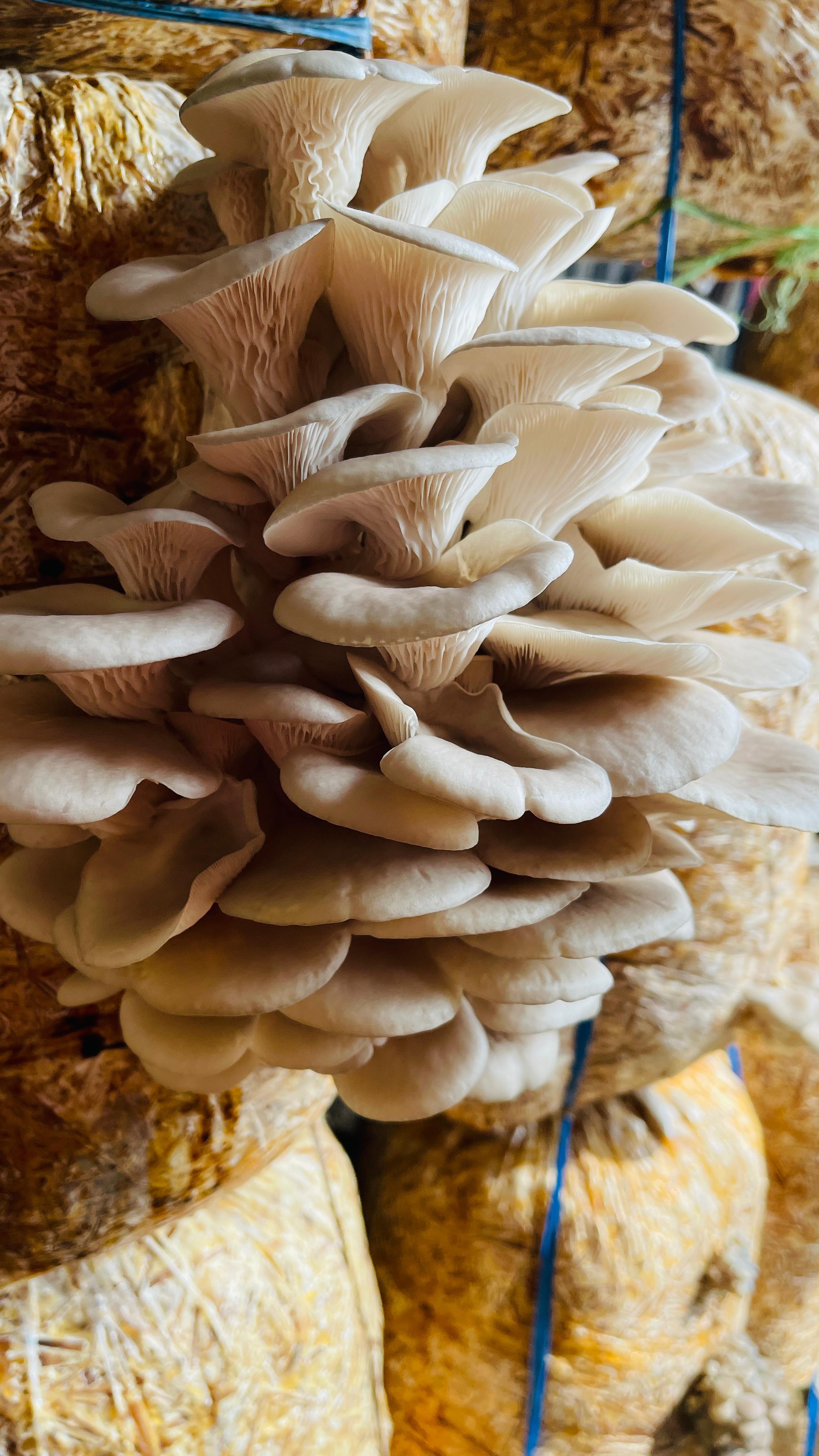 Shiitake Mushroom