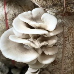 White Oyster Mushroom
