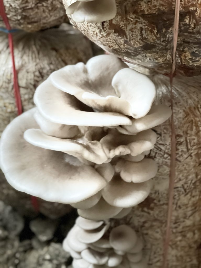 White Oyster Mushroom