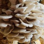 White Oyster Mushroom
