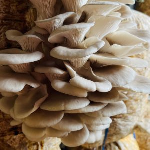 White Oyster Mushroom