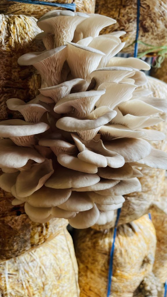 White Oyster Mushroom