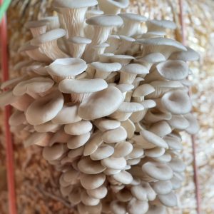 Oyster mushroom growing kit